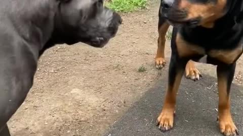 The boys at it again. Cane Corso vs rotwilier