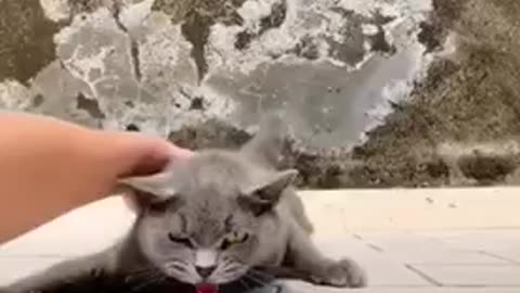 Amazing cat 🐈 trending video