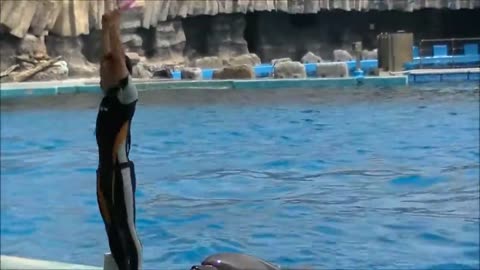 Funny Dolphin show