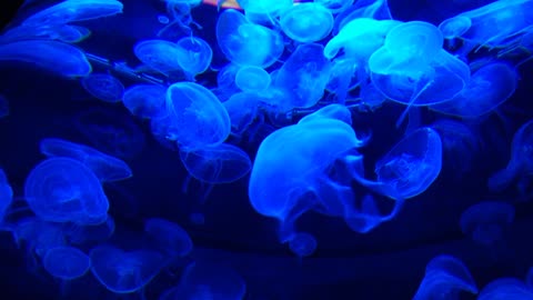 Colorful jellyfish in underwater