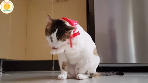 Funny cat is licking