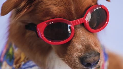 Cool dog with sweater and glasses in promotional video