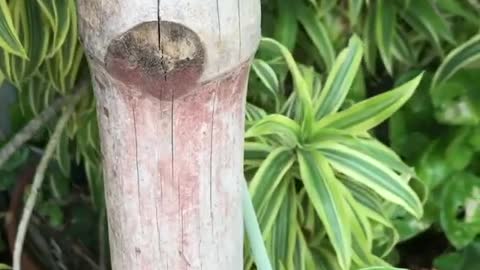 Elephant creeper plant