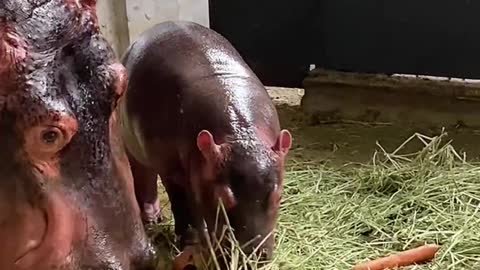 Hippo and his son