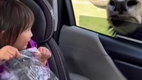 Little girl fearlessly hand feeds giant bison