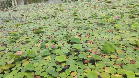 The green lotus leaves in the lake make people feel comfortable