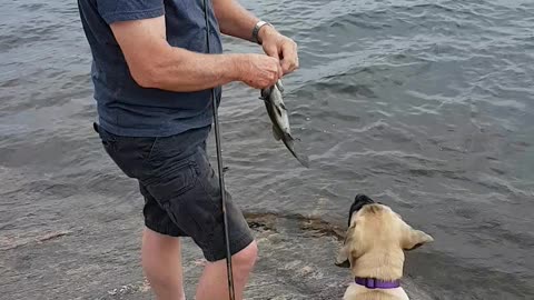 Bass and Puppy action