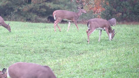 HOW MANY DEER ARE IN THE FIELD?