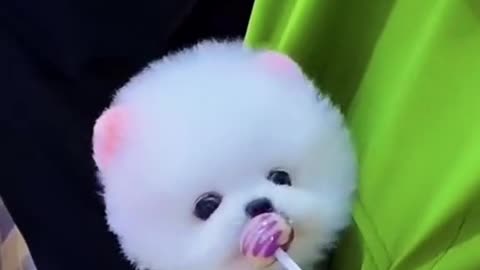 So Cute animals Videos #Dogs baby videos 2021/