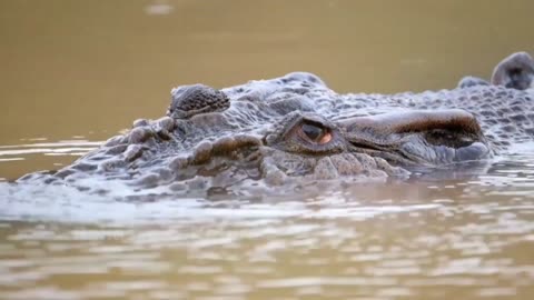 Top 10 Most Powerful Animal Bites Animals with the strongest bites Strongest bites Animals