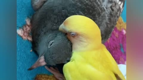 Sweet parrot cuddles with best friend pigeon