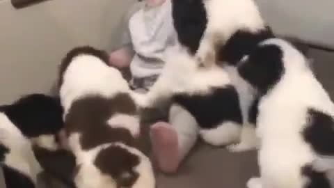 Baby puppy are playing with cute baby.#fun