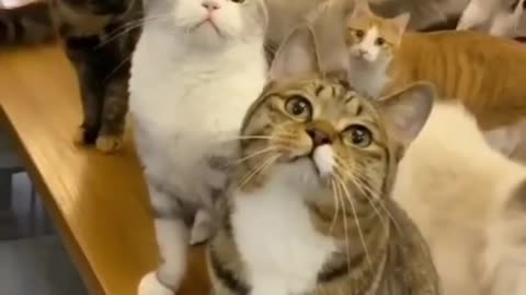 Cat funny video, Rumble