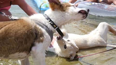 Dogs are playing on a Lake Water at Hot Summer Day