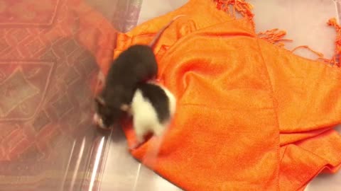 Cute Rats Play With Ball