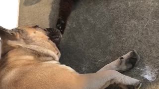 Cat tries to wake up frenchie