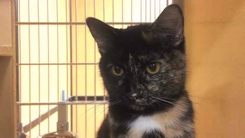 small kitty in cage at adoption facility looking sad