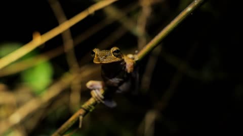 frog on a branch during night Costa Rica rainforest close up