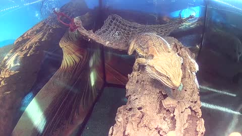 SLOW MOTION: Hand Feeding my Bearded Dragon a HORNWORM