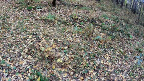 Autumn forest birch grove