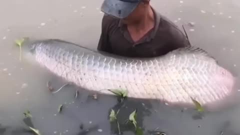 Have you ever seen such a big fish