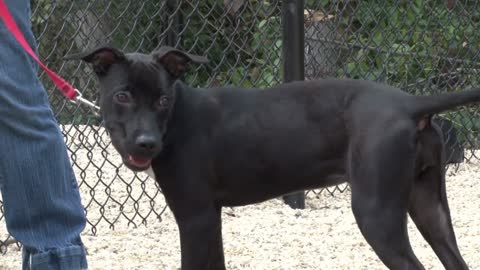 Adorable Puppy Outside in Playpen at Animal Shelter