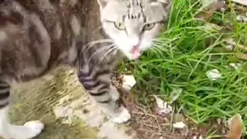 Video Tiktok Cat 😹 Wild Cat in a Chatty Moment #shorts #yellowcat #funnycats #lovecats #hungrycats