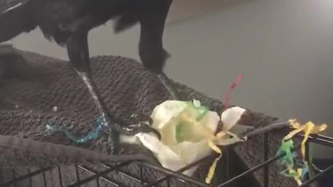 Poe the Crow Pecks Open Piñata