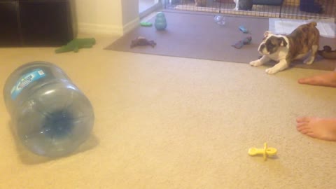 Cautious puppy confronts a water jug