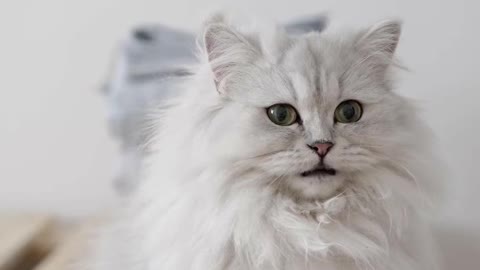 A white cat meowing