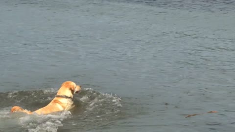 Owner Tossing Ball To Dogs