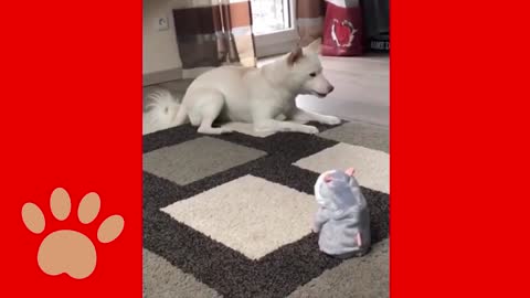 Cute dogs doing funny things, you will love