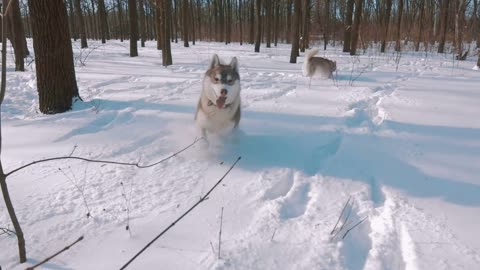 Siberian husky dogs running in snow forest