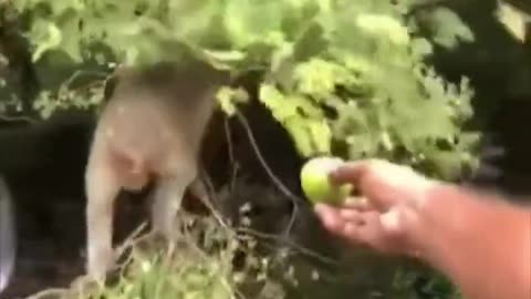 This monkey is straight from a cartoon. Watch til the end!