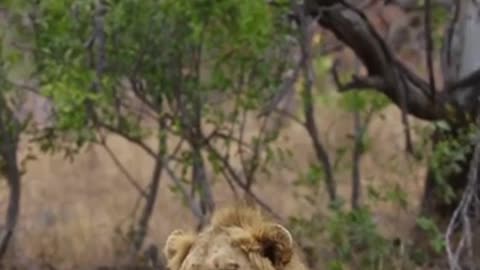 Aggresive Barbary lion roaring on road #wildlife #Lionking #wildlife0.1