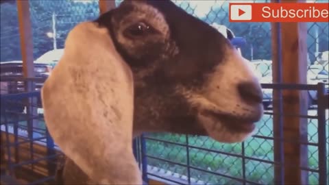 Goats Screaming Like Human