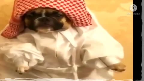 Funniest Cats And Dogs Video 010