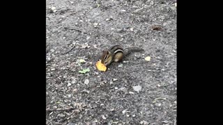 Taco chip eating chipmunk