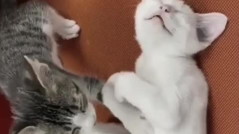 A cat doing a massage 😂😂😍💕