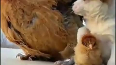 dog kids baby with hain baby with egg amazing video clip