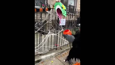 Man on top floor sends Halloween candy down DIY chute for Trick or Treaters!