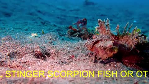 Devil Stinger Scorpion Fish