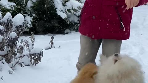 The boy play with dogs