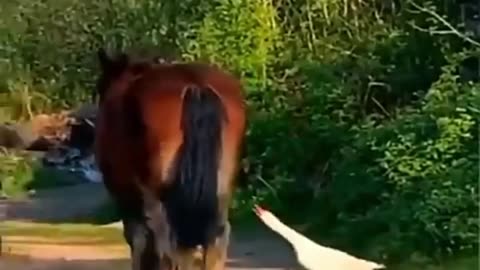 Viral funny animal best video Rumble com