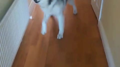 White siberian husky dog barks at orange short owner's shuffling