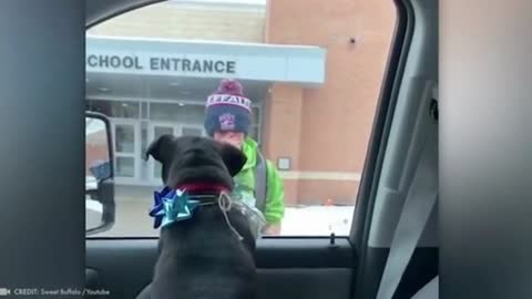 tears of joy after the dog unite with its best friend