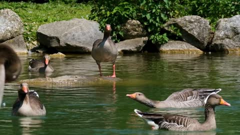 Some Ducks Group Swimming In The Deep Water Of Lake