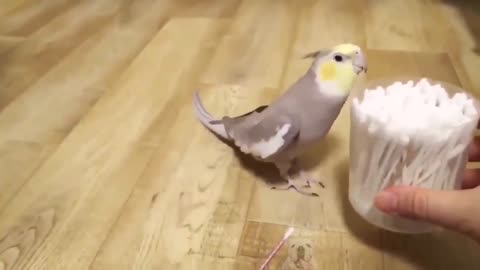 parrot talking, parrot sounds, parrot singing, parrot fish, parrot tv, parrotlet, parrot dancing, parrot talking funny, parrot minecraft, parrot alexa, parrot anafi, parrot anafi drone, parrot annoys cat, parrot and cat, parrot alexa shopping list, parrot