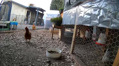 Chicken jumps fence alerts guards of escape