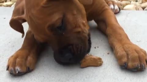 Puppy’s First Milkbone